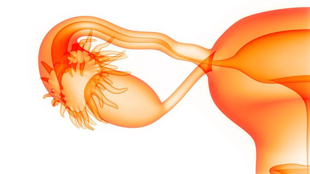 卵巢一生中是如何变化的？找到卵巢早衰的6大“元凶”，该谨记了