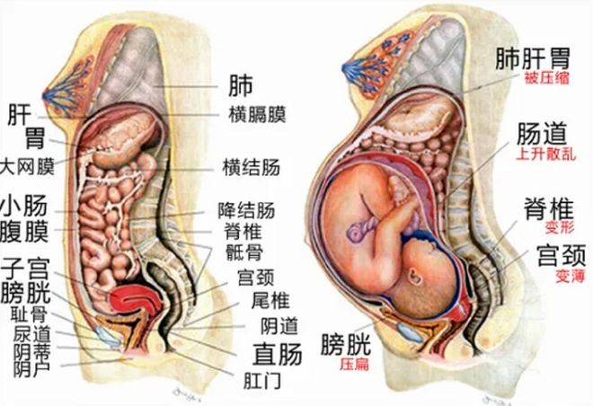 怀胎十月，孕妇的内脏会发生什么样的变化？一组高清对比图告诉你