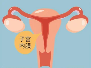 什么是子宫内膜？认识子宫内膜