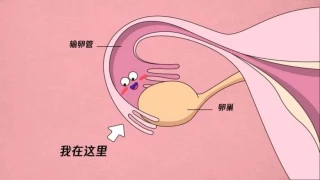 怀孕没有那么容易，每一根输卵管都有它的脾气