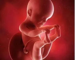 胎宝在孕肚除了吃喝拉撒睡，什么事情都不懂？胎宝其实是个小忙人
