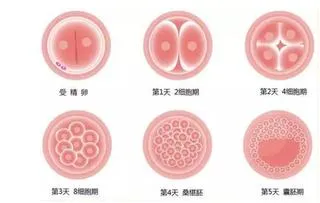 泰国做试管，囊胚培养与移植的优势，您了解吗？