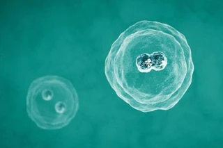 第三代试管婴儿科普：4大冷冻胚移植方案详解