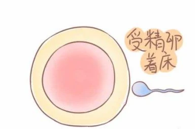 试管婴儿移植后，胚胎着床的信号有哪几个？