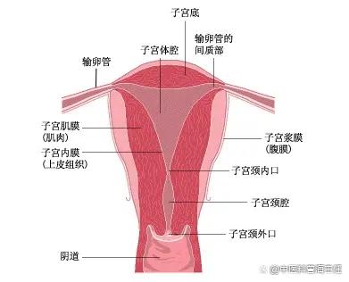 子宫内膜正常厚度是多少?内膜太薄就无法受孕吗?如何治疗? 子宫内膜正常厚度是多少?内膜太薄就无法受孕吗?如何治疗?
