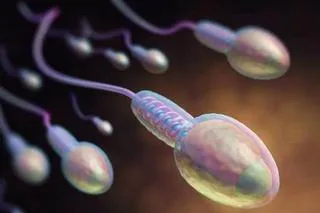 精子进入女人体内，如果没有“受精”，那么精子去哪了？