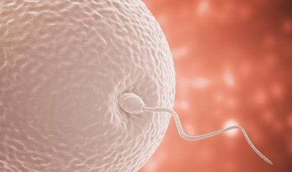 精子进入女人体内，没有“受精”，精子去哪了？可能看完就知道了