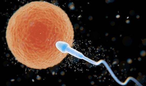 精子进入女人体内,没有“受精”,精子去哪了?可能看完就知道了 精子进入女人体内,没有“受精”,精子去哪了?可能看完就知道了