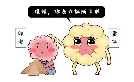 DHC试管必备知识：黄体支持！