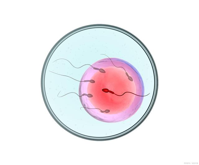 试管婴儿移植鲜胚还是冻胚？应该怎么选择？