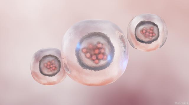 试管婴儿为什么要养囊?最后不成功怎么办? 试管婴儿为什么要养囊?最后不成功怎么办?