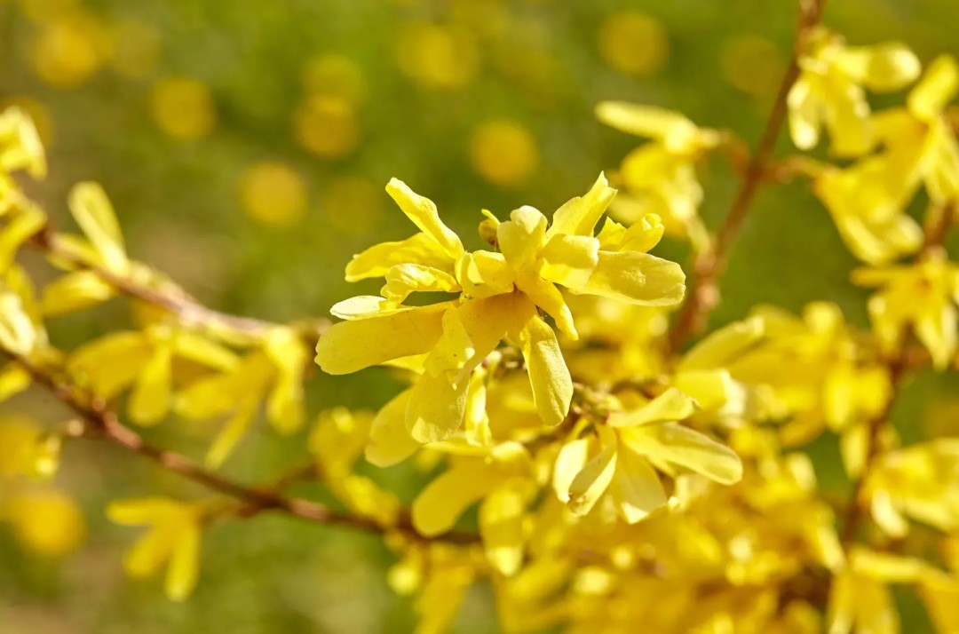 连花清瘟的“连”为什么不是“莲”？