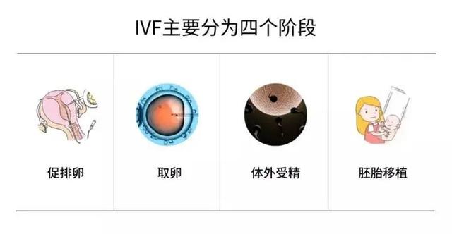 一文读懂试管婴儿全过程