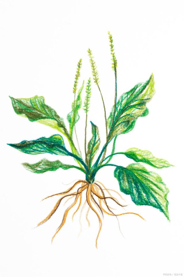 女性不想老得太快？保养卵巢不早衰，可以通过食物调理