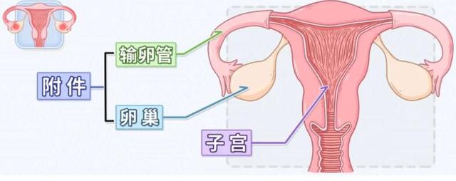 上班族为什么更容易得附件炎 上班族为什么更容易得附件炎