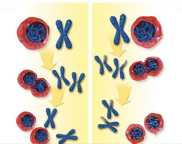 什么是染色体异常?染色体异常离我们并不遥远 什么是染色体异常?染色体异常离我们并不遥远