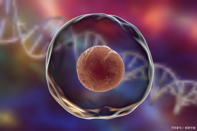 试管前如何提高卵子数量 试管前如何提高卵子数量