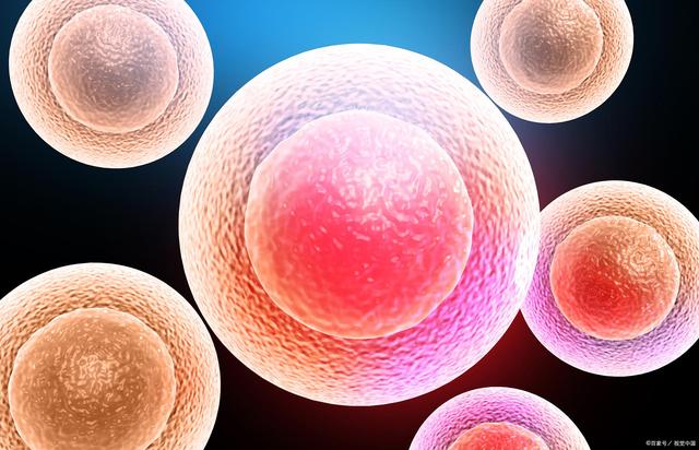 试管前如何提高卵子数量 试管前如何提高卵子数量