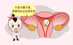 为什么子宫内膜薄会影响怀孕？