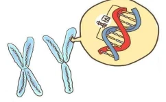 夫妻染色体正常，为什么胚胎染色体异常？