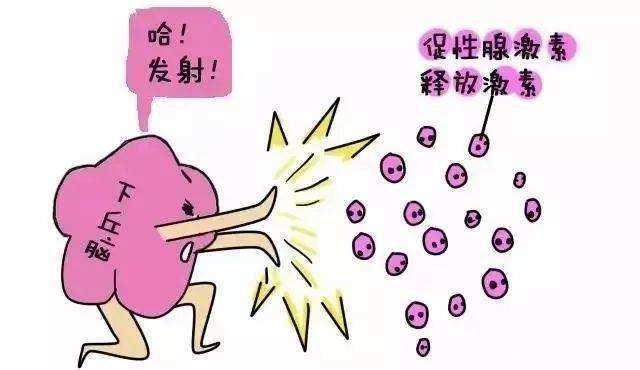 试管婴儿卵泡发育差的原因是什么？怎么调理？