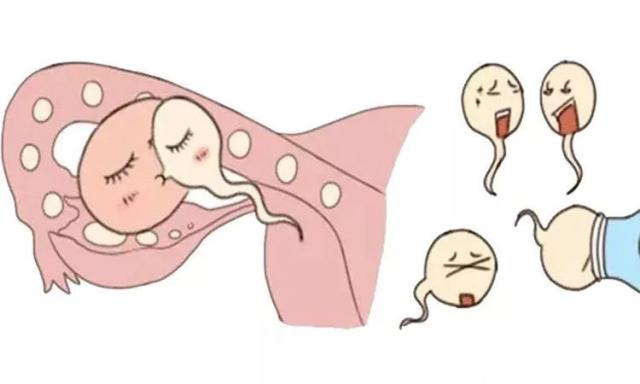 患有子宫肌瘤，做试管婴儿有影响吗？