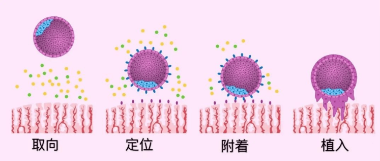 D3和D5的胚胎着床时间,移植前、后全方面知识点有这些 D3和D5的胚胎着床时间,移植前、后全方面知识点有这些