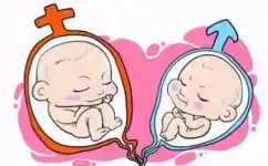 想要双胞胎，可以一次移植两个胚胎吗？