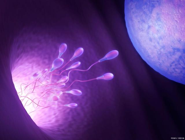 试管婴儿成功与否得看胚胎质量