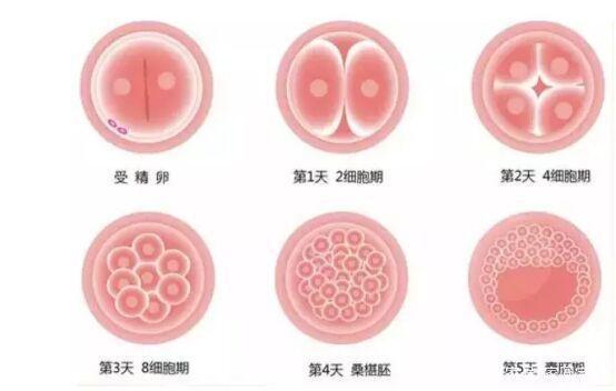 考考你,试管婴儿“进周”指的什么,你知道吗? 考考你,试管婴儿“进周”指的什么,你知道吗?