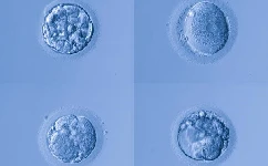 做试管婴儿为什么要移植囊胚？