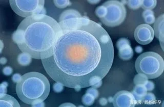 卵细胞的发生及其生命周期