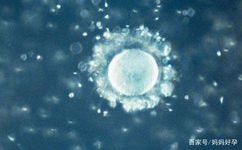 卵细胞的发生及其生命周期