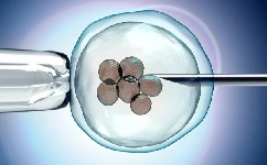 试管婴儿胚胎移植时间窗口期有多重要？