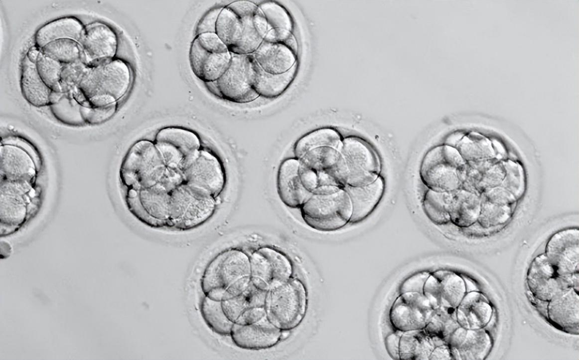 2023试管婴儿有望纳入医保,算算可以报销多少钱? 2023试管婴儿有望纳入医保,算算可以报销多少钱?