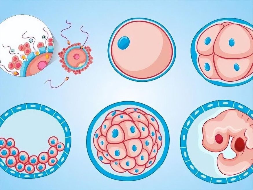 2023试管婴儿有望纳入医保,算算可以报销多少钱? 2023试管婴儿有望纳入医保,算算可以报销多少钱?