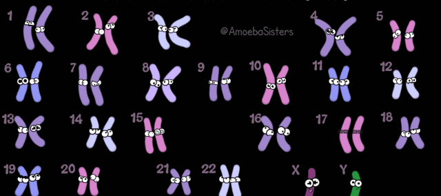 染色体平衡易位怎么办? 染色体平衡易位怎么办?
