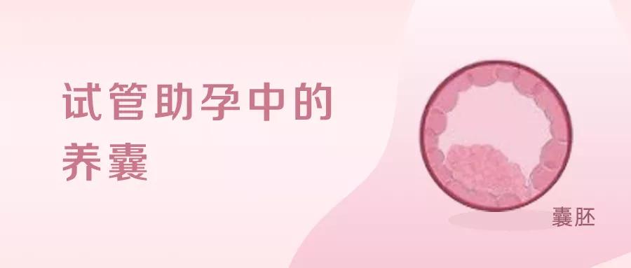 试管助孕中,养囊是什么? 试管助孕中,养囊是什么?