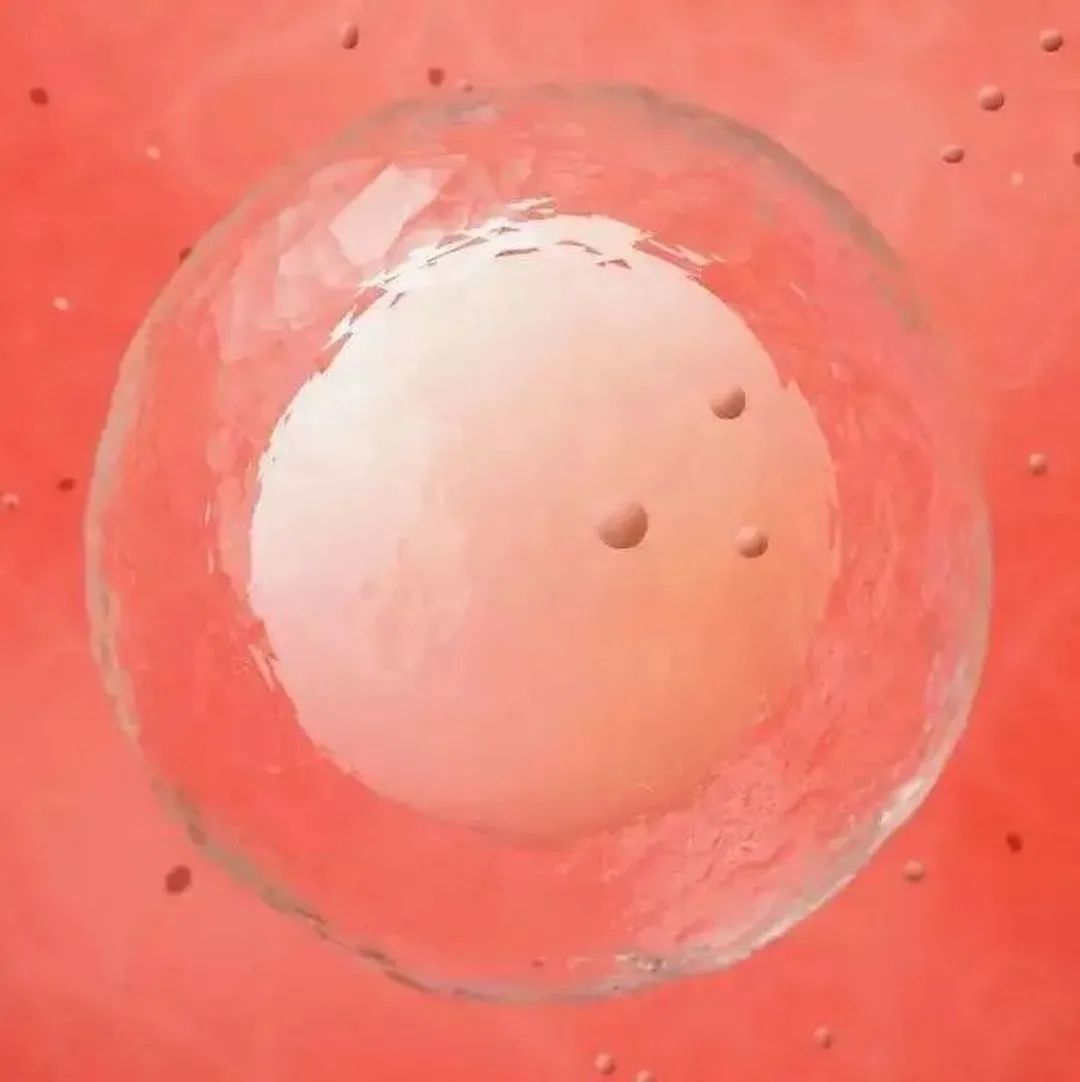 什么是促黄体激素LH,为什么做试管婴儿要查LH? 什么是促黄体激素LH,为什么做试管婴儿要查LH?