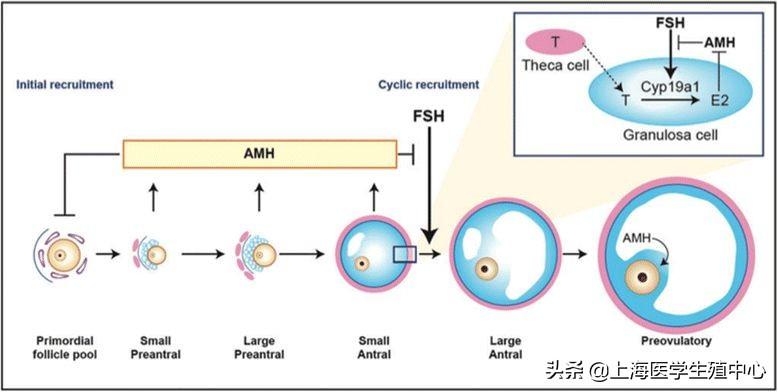 三个检查卵巢功能的方法! 三个检查卵巢功能的方法!