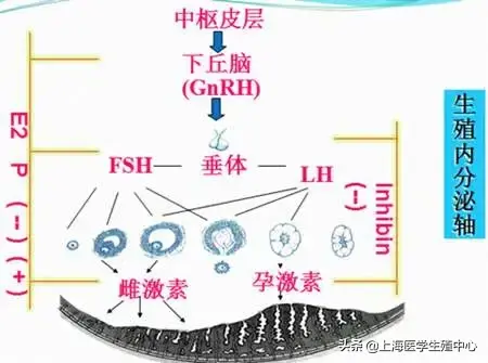 三个检查卵巢功能的方法! 三个检查卵巢功能的方法!