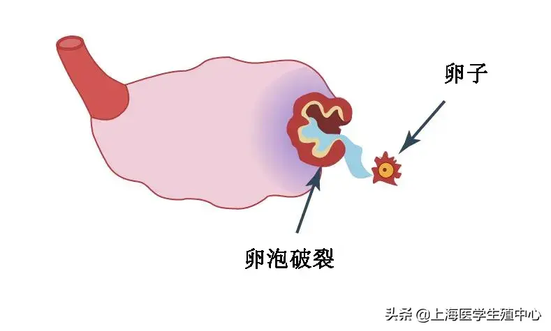神奇的卵泡期,决定你怀孕的关键时期! 神奇的卵泡期,决定你怀孕的关键时期!