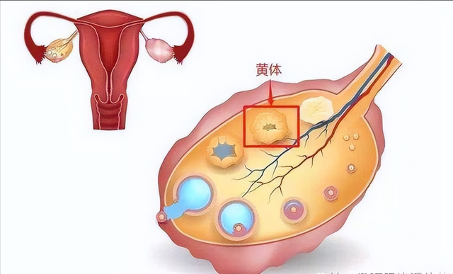 月经频繁竟是黄体功能不全?会不孕吗? 月经频繁竟是黄体功能不全?会不孕吗?