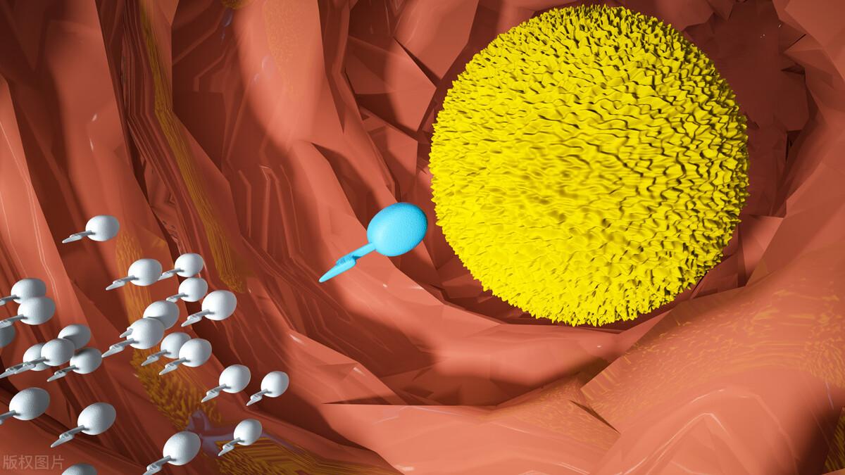受精卵要几天能在子宫着床？