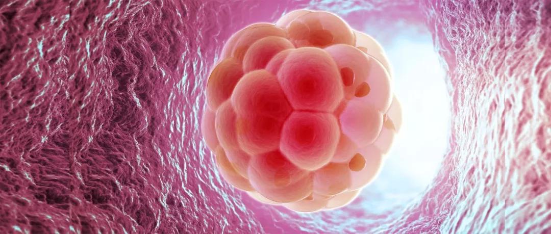 怎样才能得到高质量的卵子? 怎样才能得到高质量的卵子?