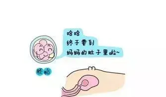 从试管婴儿的各个环节解读,所谓的痛苦点在哪里? 从试管婴儿的各个环节解读,所谓的痛苦点在哪里?