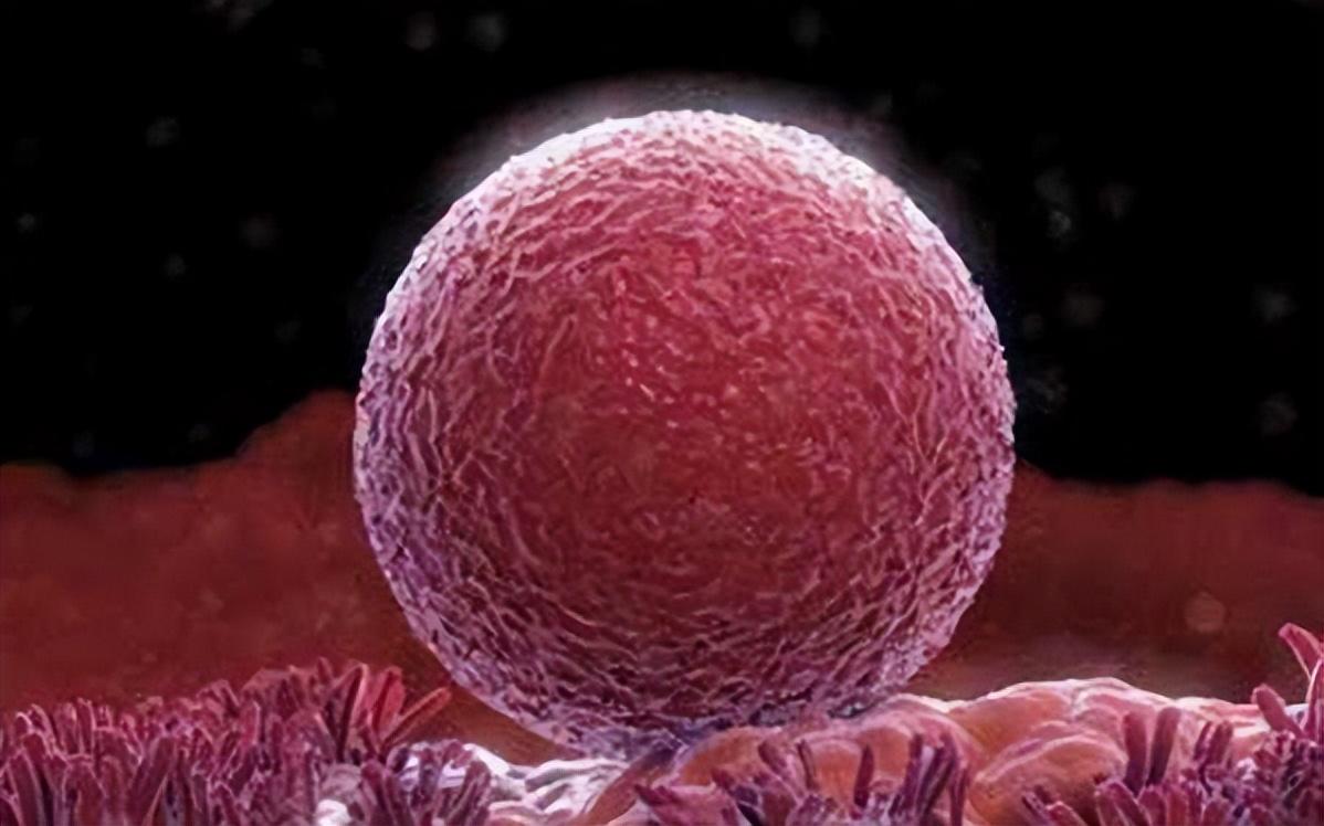 试管婴儿 | 为什么我取到十几颗卵子,却只配成几个胚胎? 试管婴儿 | 为什么我取到十几颗卵子,却只配成几个胚胎?