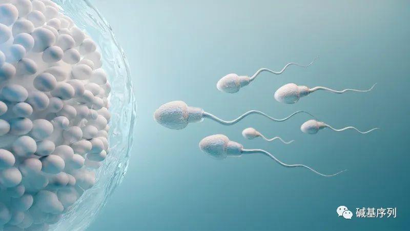 染色体异常会影响精子的质量吗?