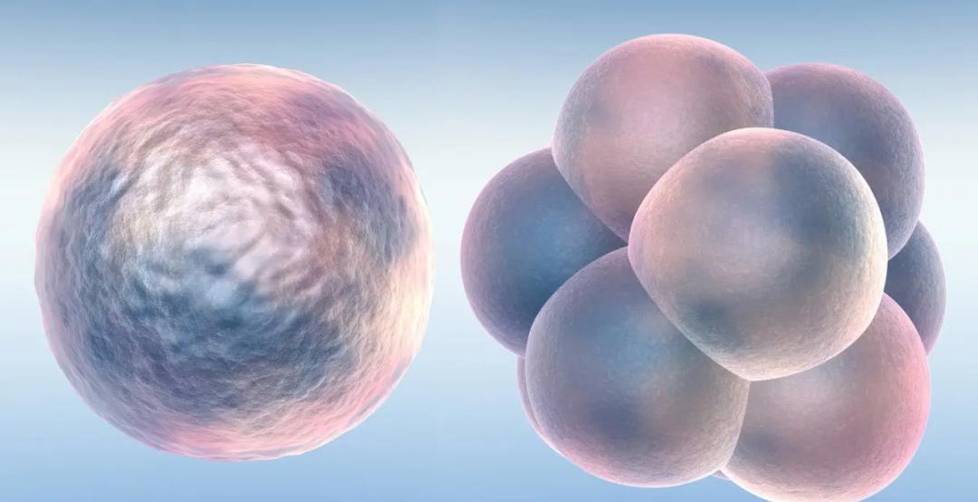 怎么知道自己的胚胎质量是好还是不好？