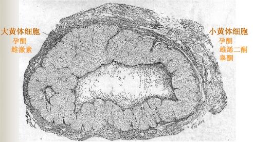黄体功能不足：孕激素的来源和功能